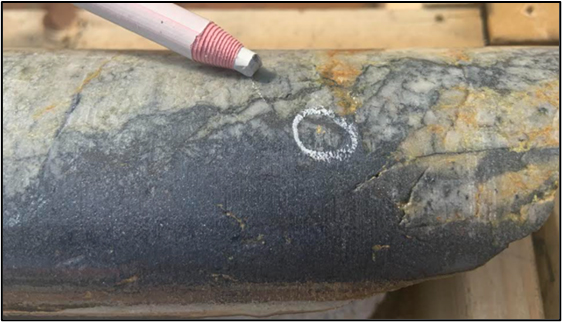 Figure 1: Visible gold (circled in white) at the margin of a massive quartz-stibnite vein in hole TBDD21-001 at 82.9m down hole